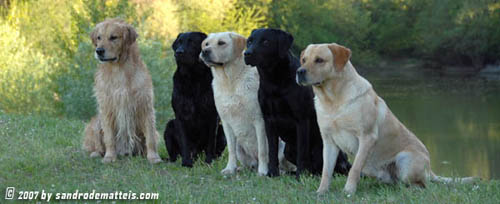 retriever.jpg